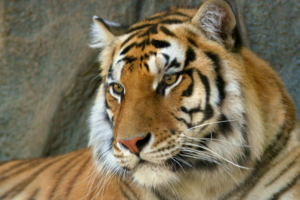 Bengal Tiger624417916 300x200 - Bengal Tiger - Tiger, Kenya, Bengal